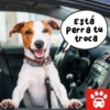 Mi Copiloto Perrón 5