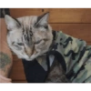 O gato chateado 27