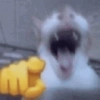 Cat vibs 6