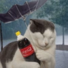 Gatos 10