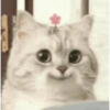 Gatitos 25