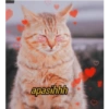 Stiker kucing imut  27