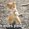 kieres pelea?
