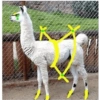 Arceus Pokemon 8