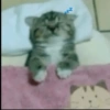 Gatos 28
