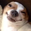 🐶Perritos Reacciones🐶 12