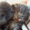 Meme Kucing Cute 🐱 10