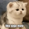Meme Kucing Cute 🐱 13