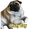 Pug Dogs 6