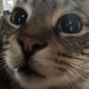 Cat images I love 10