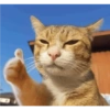 Gatos divertidos 😼 29