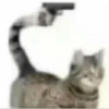 Gatos 25