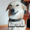 Bom dia/tarde/noite engraçado 5