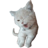 Cat Rulez 15
