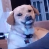 🐶Perritos Reacciones🐶 5