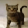 Gatos 29
