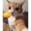 Cat vibs 5