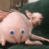 Meme faces 30