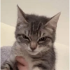 Cat images I love 14