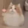 Gatitos 18