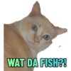 Cat Rulez 29