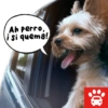 Mi Copiloto Perrón 8