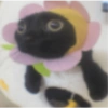 Gatos 14