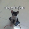 Cat images I love 29