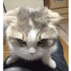Gatos 23