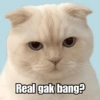 Meme Kucing Cute 🐱 15