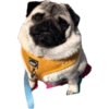 Pug Dogs 4