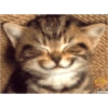 #Gatitos tiernos 😍❤️ 8