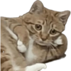 Cat Rulez 12