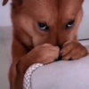 🐶Perritos Reacciones🐶 16