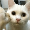 Animales divertidos 2 5