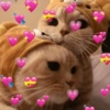 Gatinhos apaixonados 😻✨ 6