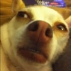🐶Perritos Reacciones🐶 11