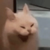 Gatitos 16