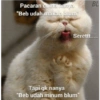 Stiker kucing imut  20