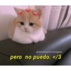Gatitos para pareja 25