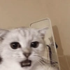 Gatitos 27
