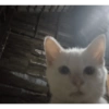 Cat images I love 23