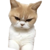Cat Rulez 8