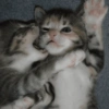 Meme Kucing Cute 🐱 11