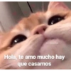 Gatitos para pareja 19