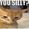 Cat images I love 11