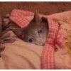 Cats 7