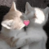 ANIMALITOS 🥺☀️ 29