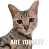 ARE YOU OK?