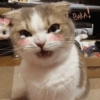 Chi uwu 😻 11